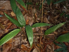 Stachyphrynium latifolium