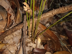 Stachyphrynium latifolium