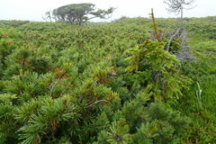 Pinus pumila