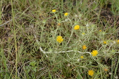 Geigeria burkei
