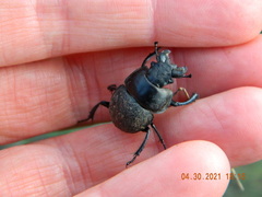 Lethrus apterus