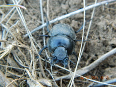 Lethrus apterus