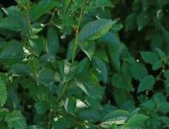 Rosa canina