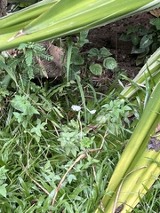Leptosia nina