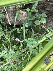 Leptosia