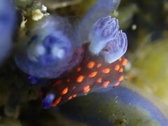 Nembrotha