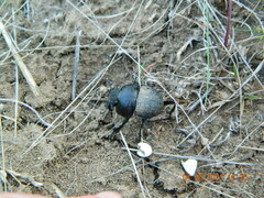Lethrus apterus