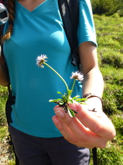 Globularia cordifolia