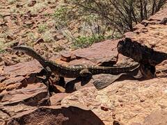 Varanus giganteus