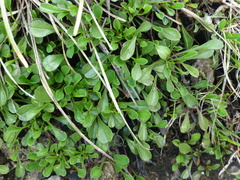Globularia cordifolia