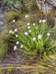 Pseudoselago serrata