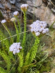 Pseudoselago serrata