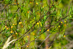 Solanum linearifolium