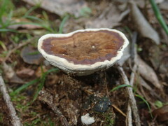 Sanguinoderma rude