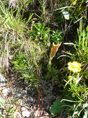 Gentiana clusii