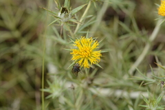 Geigeria burkei