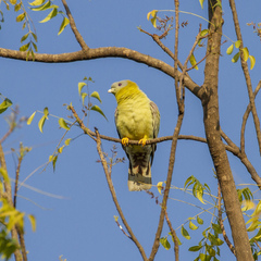 Treron phoenicopterus