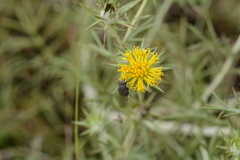Geigeria burkei