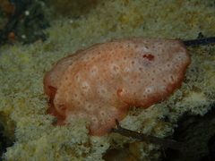 Discodorididae