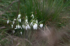 Galanthus nivalis