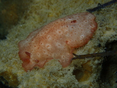 Discodorididae