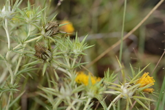 Geigeria burkei