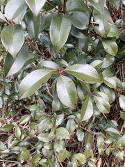 Magnoliopsida