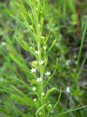 Thesium ramosum