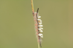 Lepidoptera