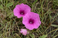 Ipomoea crassipes