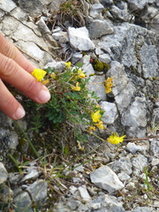 Hippocrepis comosa