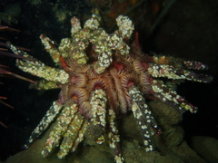 Goniocidaris impressa