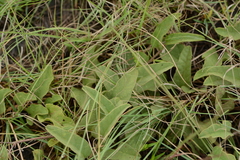 Ipomoea crassipes