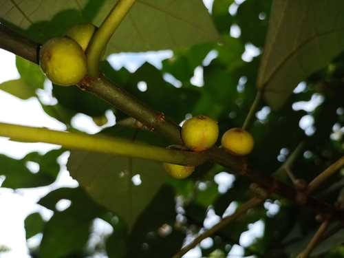 Image of Ficus grossularioides by (c) Samuel Lee, some rights reserved (CC BY)