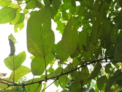 Ficus grossularioides