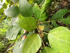 Ficus grossularioides