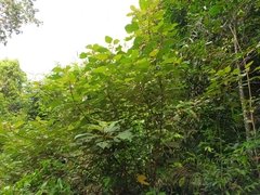 Ficus grossularioides