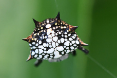 Isoxya cicatricosa