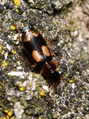 Dromius