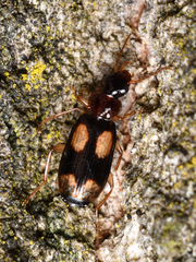 Dromius