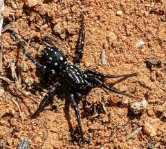 Nyssus albopunctatus