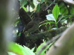 Mionectes striaticollis