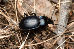 Carabus convexus