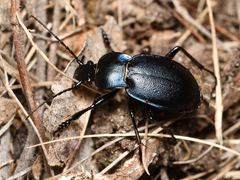 Carabus convexus