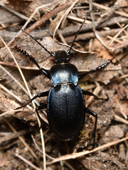 Carabus convexus