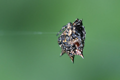 Isoxya cicatricosa