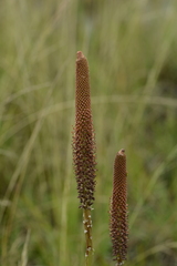 Kniphofia typhoides