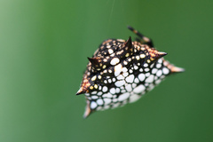 Isoxya cicatricosa