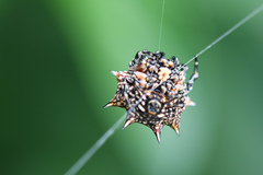 Isoxya cicatricosa