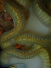 Sycozoa cerebriformis